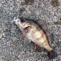 夕まづめメバリング アジング