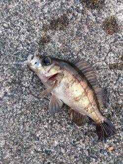 夕まづめメバリング アジング