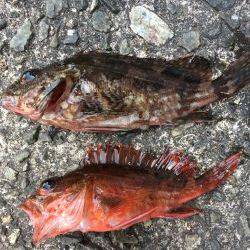 GWイワシで大賑わいです