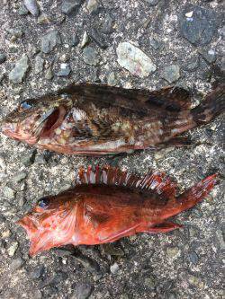 GWイワシで大賑わいです