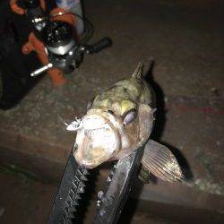 近所でメバリング！