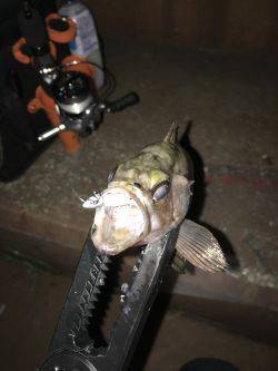 近所でメバリング！