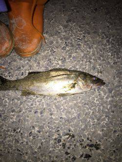 バチバチ11 クルクルバチ