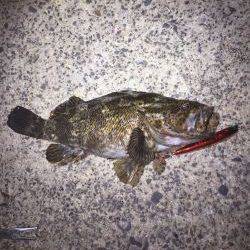 バチシーバス来てタケノコ^_^