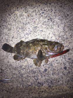 バチシーバス来てタケノコ^_^