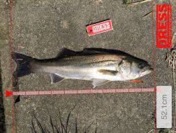 ランカーゲットでも？