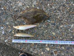 シーバスロッドで投釣