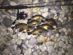 やっと釣れました