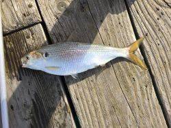 若狭本郷 筏で釣りをする。