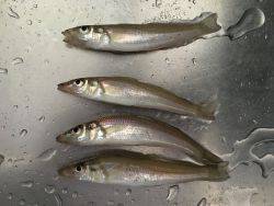 砂浜でキス釣り