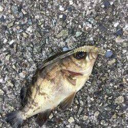 デイメバリング