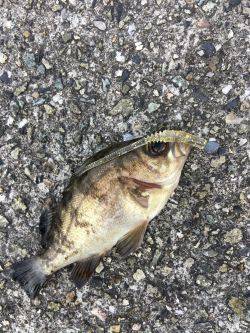 デイメバリング