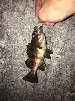 サイトフィッシング