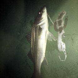 サイズは選べない