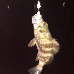 遠征メバリング\(^o^)/