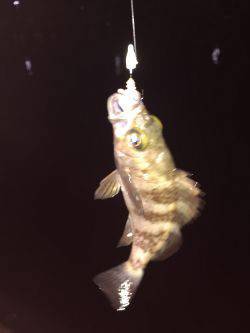 遠征メバリング\(^o^)/