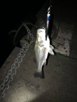 ちびっ子シーバス