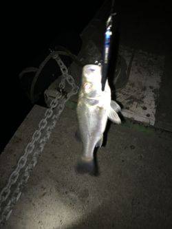 ちびっ子シーバス