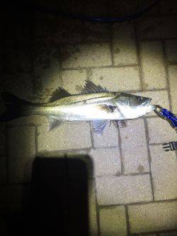 朝マズメ狙いで❗️