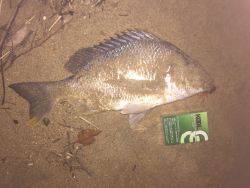 チニング やっと釣れた！