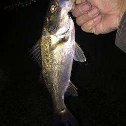 久しぶりの貝塚港