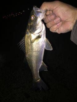 久しぶりの貝塚港