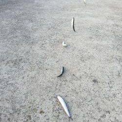 サビキリベンジ