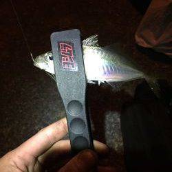 アジ、メバル調査!