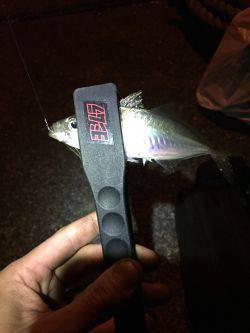 アジ、メバル調査!