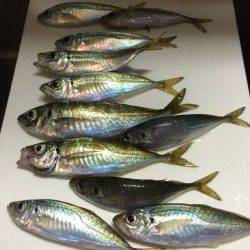 アジ釣り４日連続