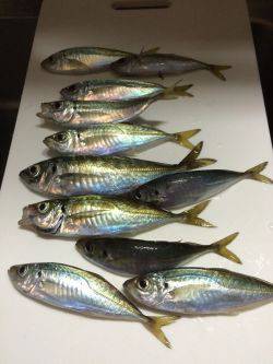 アジ釣り４日連続
