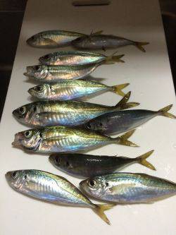 アジ釣り４日連続