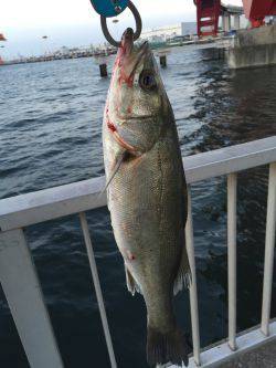 初登場、シーバス釣果
