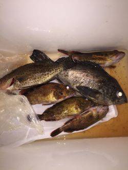 大メバル釣れました！