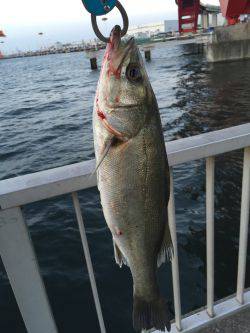 初登場、シーバス釣果