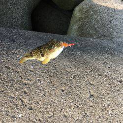 初めてのちょい投げ