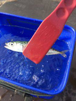 時合は僅かに1時間