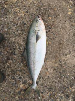 泉南青物ゲーム