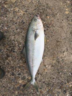 泉南青物ゲーム