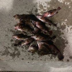 アジを探してます