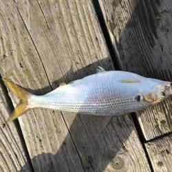 若狭本郷 筏で釣りをする。