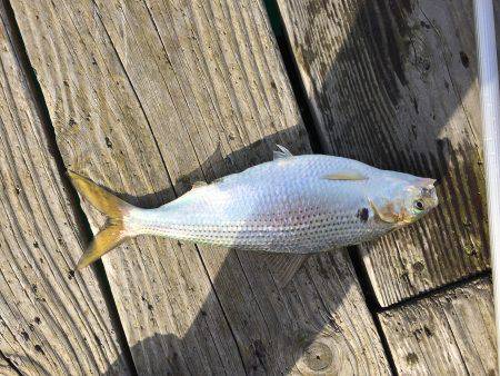 若狭本郷 筏で釣りをする。