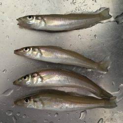 砂浜でキス釣り