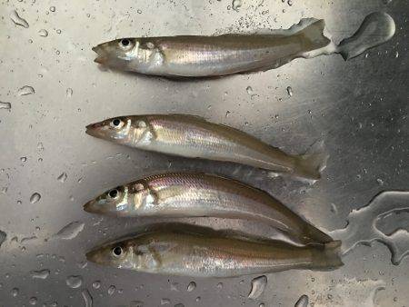 砂浜でキス釣り