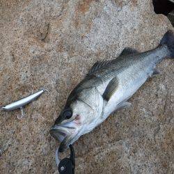 朝マズメシーバス！