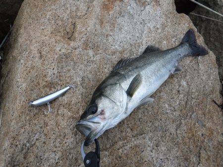 朝マズメシーバス！