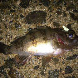 メバル調査＼(^o^)／