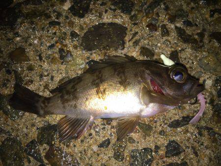 メバル調査＼(^o^)／