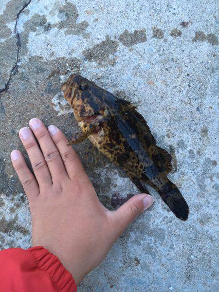 久しぶりのメバリング