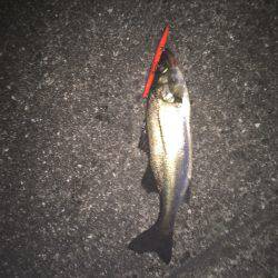 バチ抜けはまだかな〜、、、